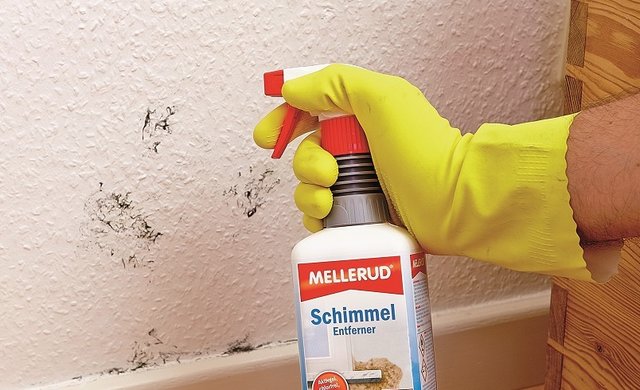 Schimmel entfernen, Expertentipps