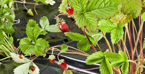 Gartenjahr erdbeeren Mai